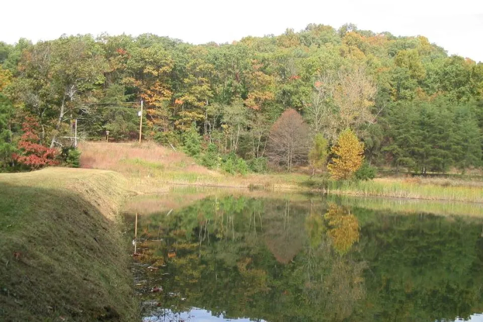 Thick green forest on edge of lake in Louisville, Kentucky.